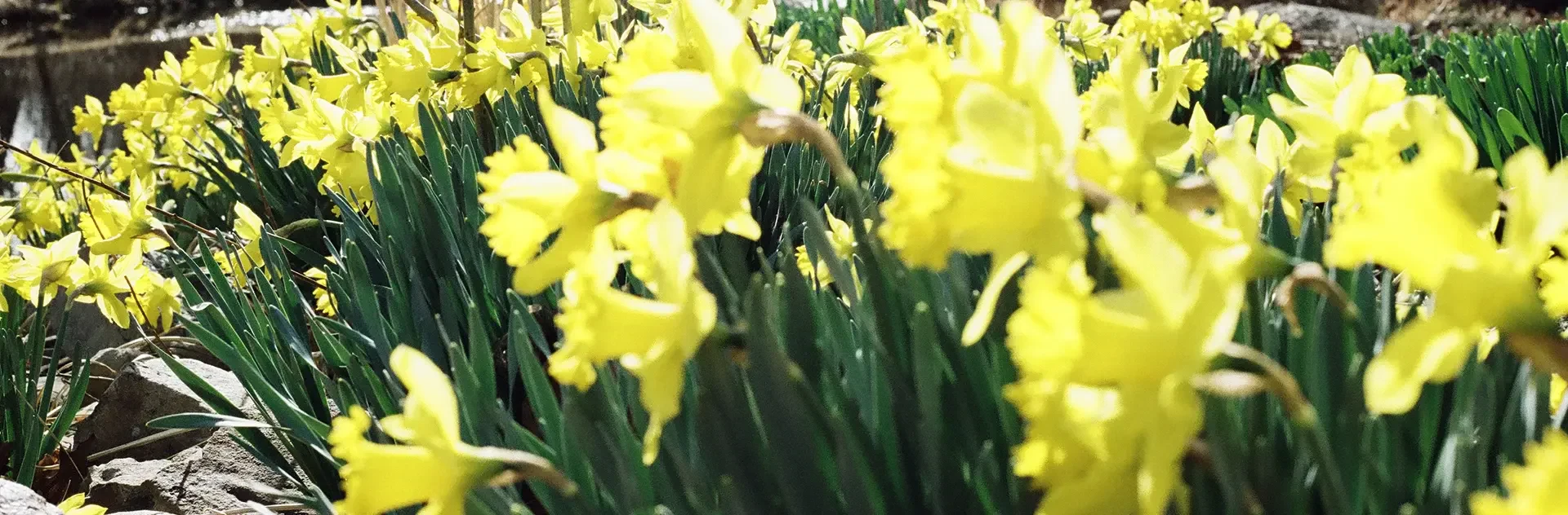Close-up of bright yellow daffodils