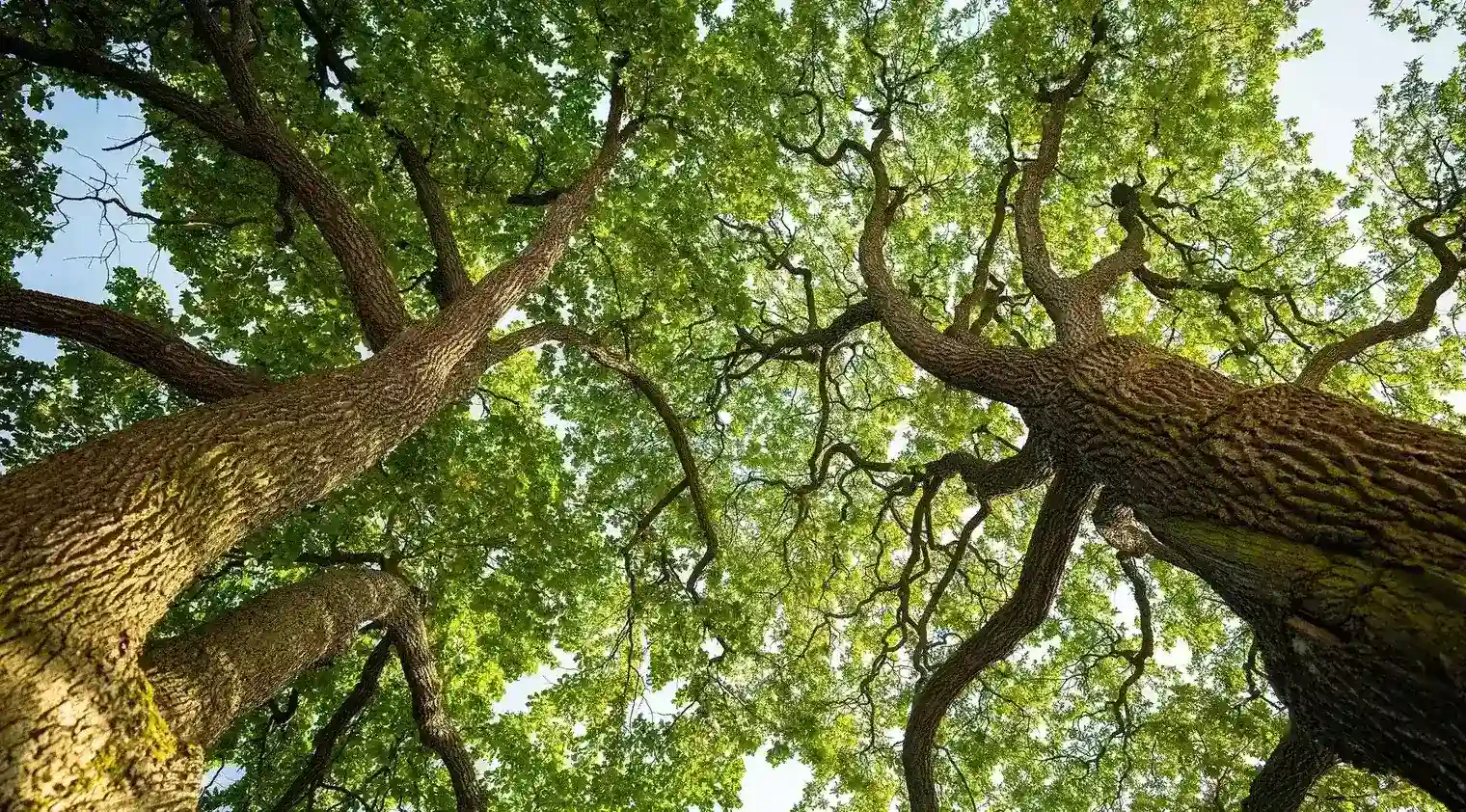View looking up at two large trees with thick trunks and dense green foliage against a bright sky.