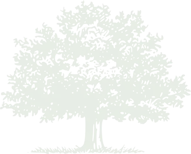 Illustration of a large, full tree with dense green foliage and a sturdy trunk, standing on a patch of grass.